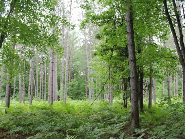 Neillsville Land Real Estate