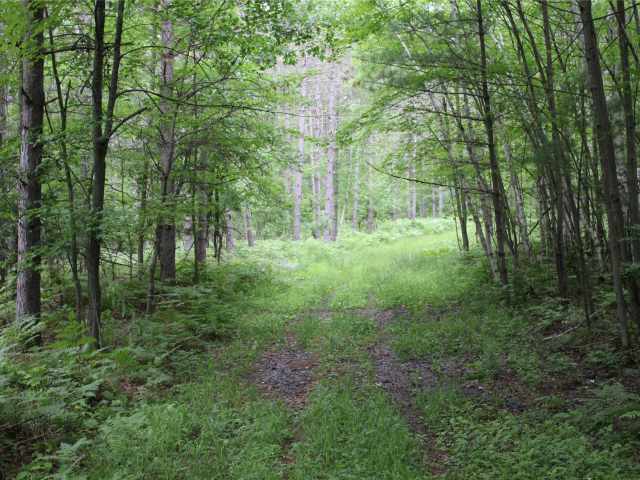 Neillsville Land Real Estate