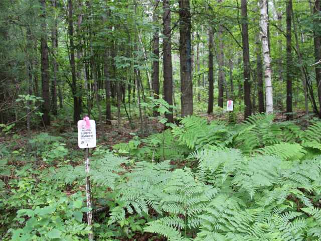 Neillsville Land Real Estate