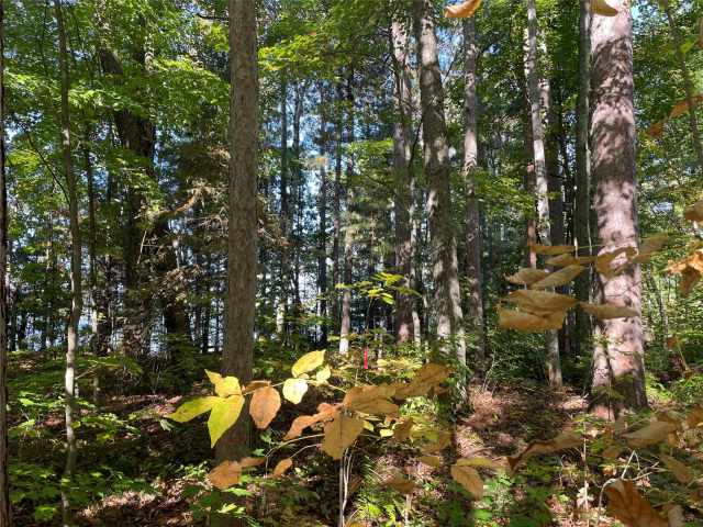 Stone Lake Land Real Estate