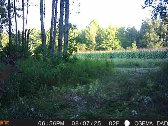 Ogema Land Real Estate