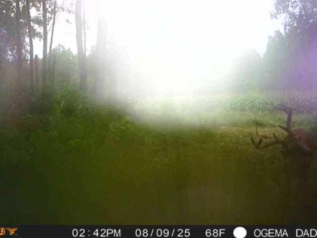 Ogema Land Real Estate