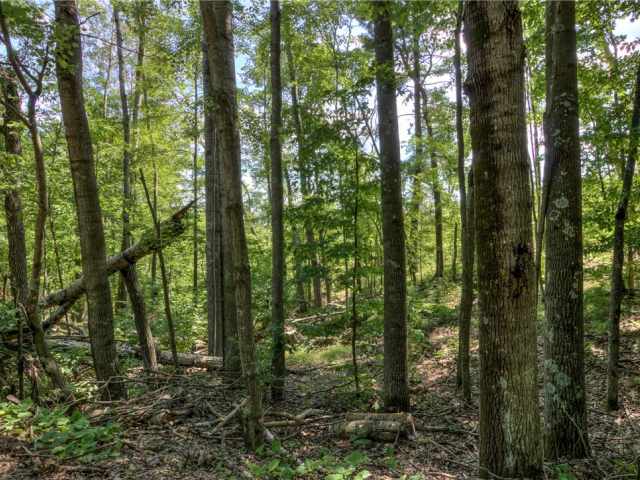 Webster Residential Real Estate