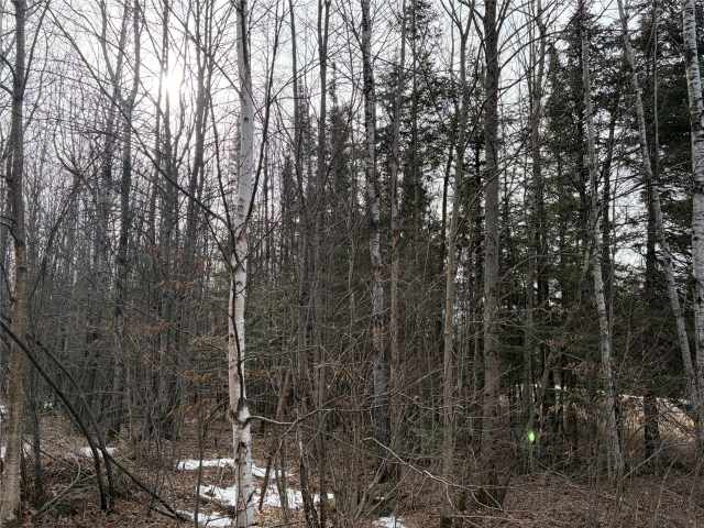 Winter Land Real Estate