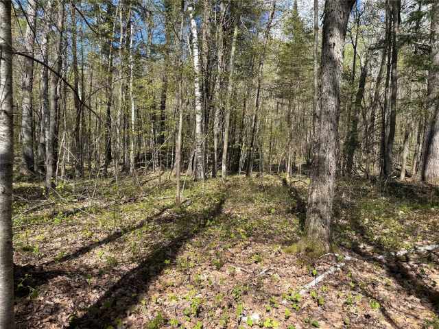 Stone Lake Land Real Estate