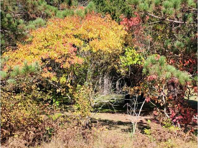 Springbrook Residential Real Estate