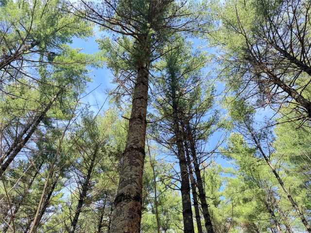Rice Lake Land Real Estate