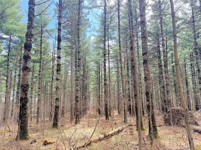 Rice Lake Land Real Estate