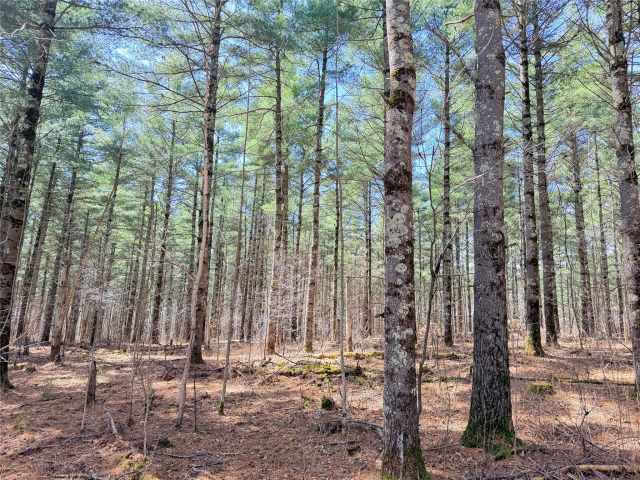 Rice Lake Land Real Estate