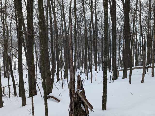 Birchwood Land Real Estate