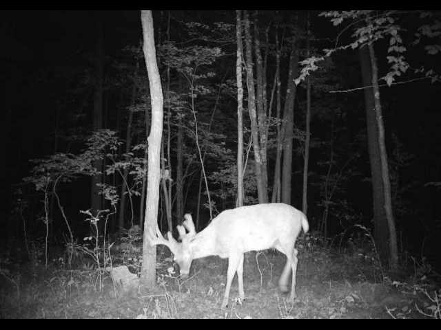 Cumberland Land Real Estate