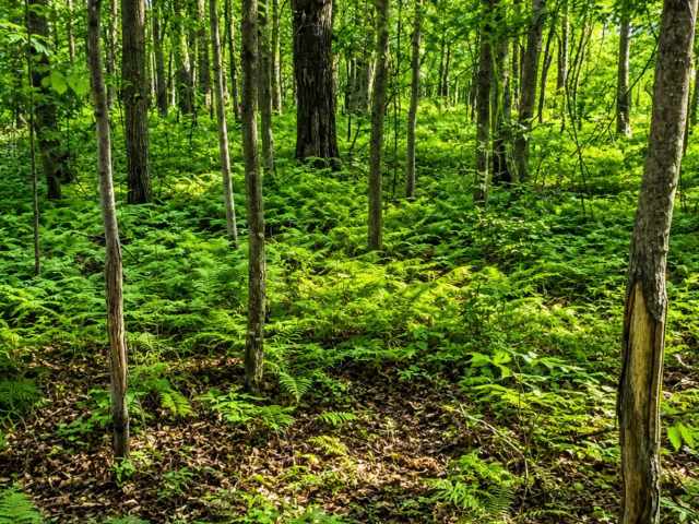 Cumberland Land Real Estate