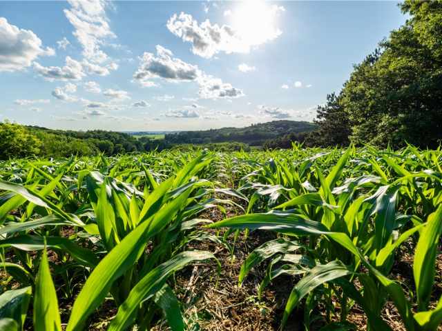 Mondovi Land Real Estate