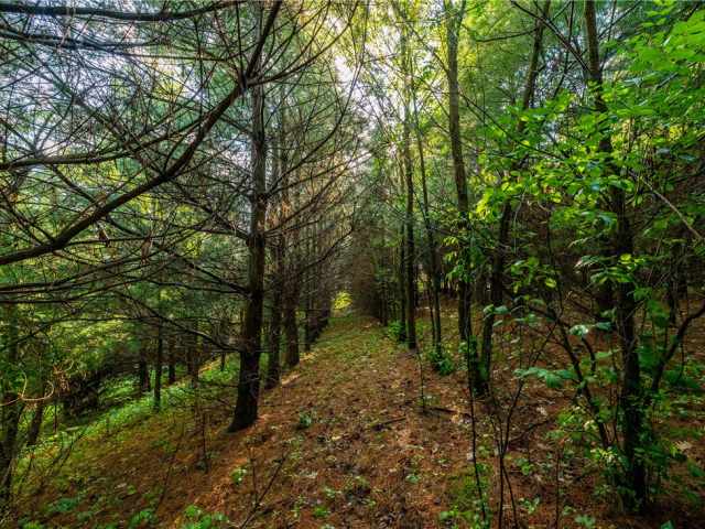 Mondovi Land Real Estate