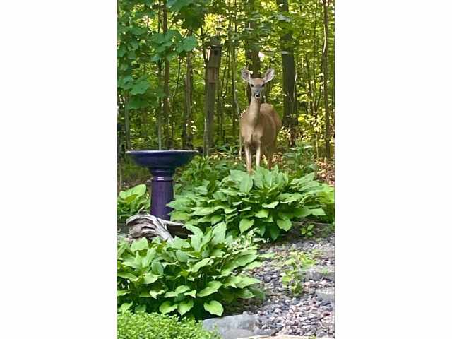 Cameron Residential Real Estate