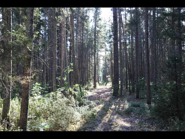Stone Lake Land Real Estate
