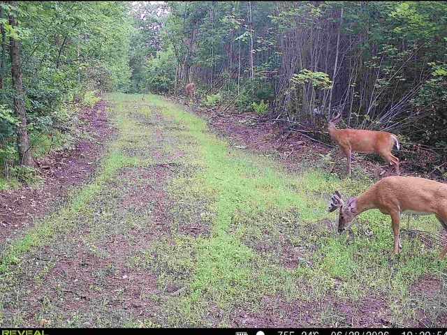 Stone Lake Land Real Estate